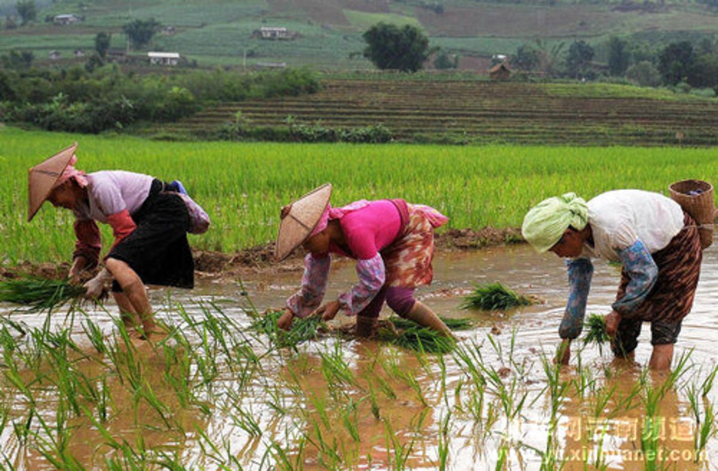 <p>(n) nông dân nghèo "The poor peasant worked hard to provide for his family." (Người nông dân nghèo làm việc chăm chỉ để nuôi gia đình.)</p>