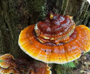 <p>Lingzhi (Reishi)</p>