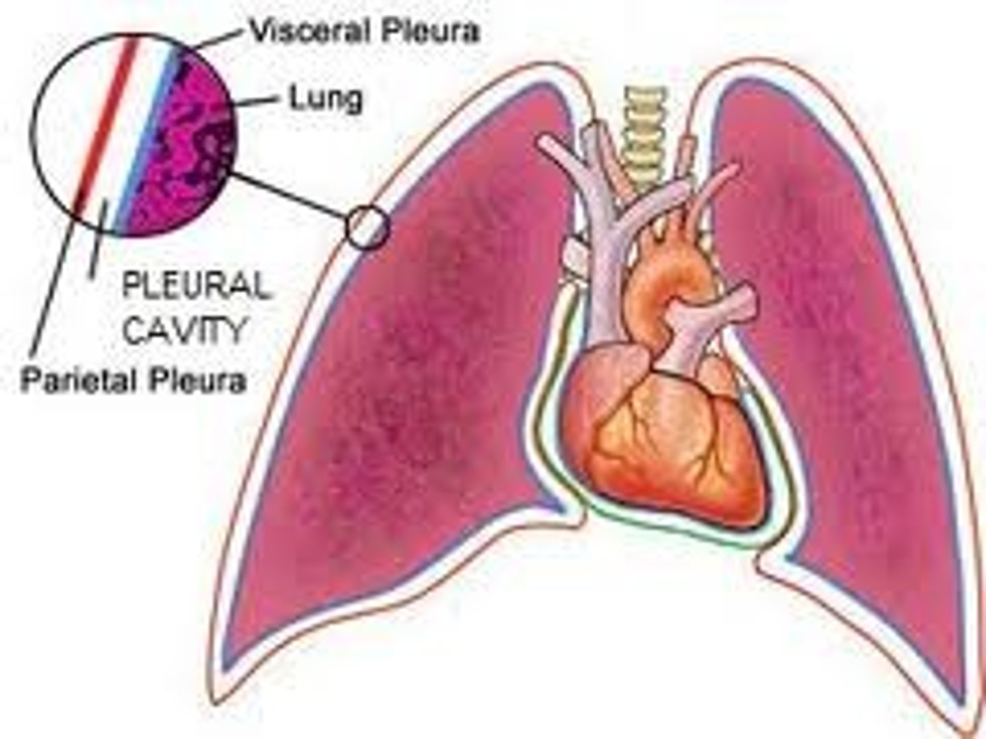 <p>Between ribs and lungs. Acts like velcro **</p>
