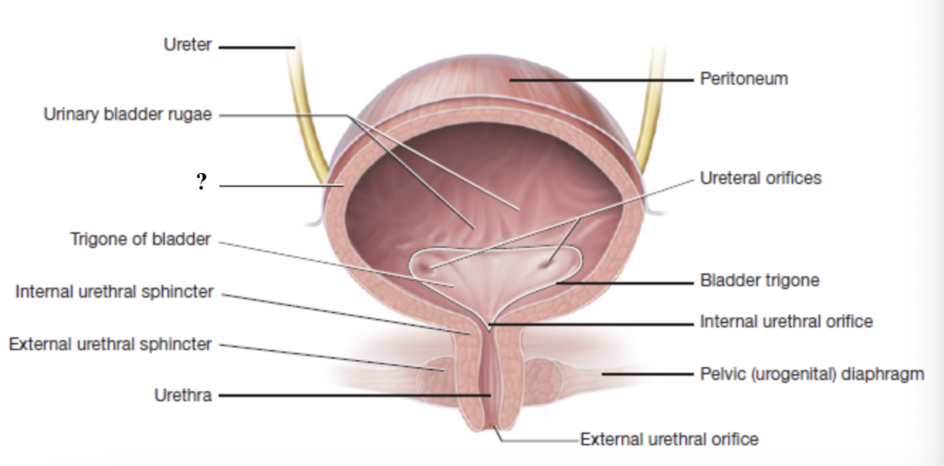 <p>smooth muscle in the urinary bladder that contracts during urination </p>