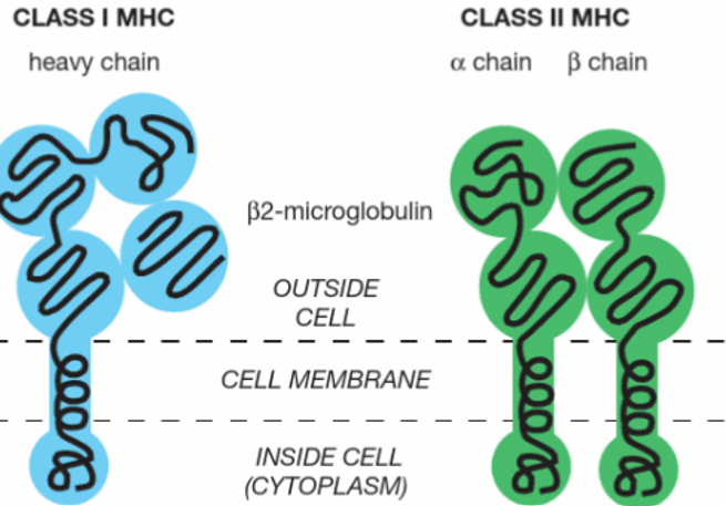 <ul><li><p>MHC class I: long heavy chain and β2 macroglobulin</p></li><li><p>MHC class II: α and β chain</p></li></ul><p></p>