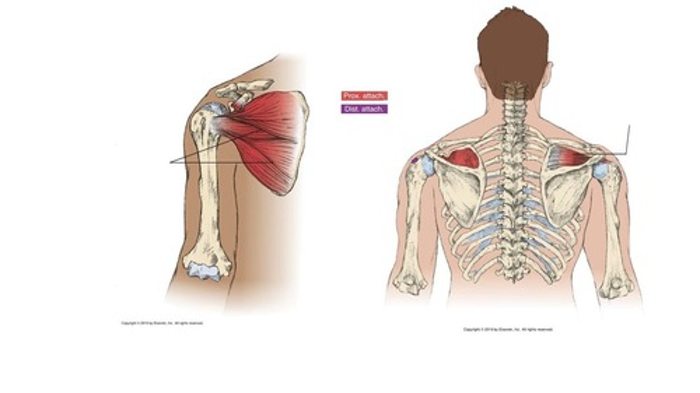 <p>Lateral rotation of humerus.</p>