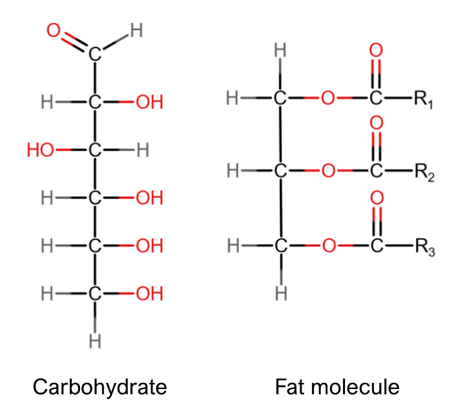 <p>Macronutrients broken down into fatty acids and glycerol, used to build molecules that form cell membranes.</p>