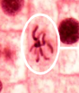 <p>The second stage of mitosis where chromosomes align at the cell's equatorial plane, ensuring proper separation during anaphase. </p>