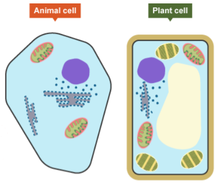<p>Cells of <strong><mark data-color="blue" style="background-color: blue; color: inherit;">animals</mark></strong>, <strong><mark data-color="blue" style="background-color: blue; color: inherit;">plants</mark></strong> and <strong><mark data-color="blue" style="background-color: blue; color: inherit;">fungi</mark></strong> are called <strong>__________</strong> cells.</p>