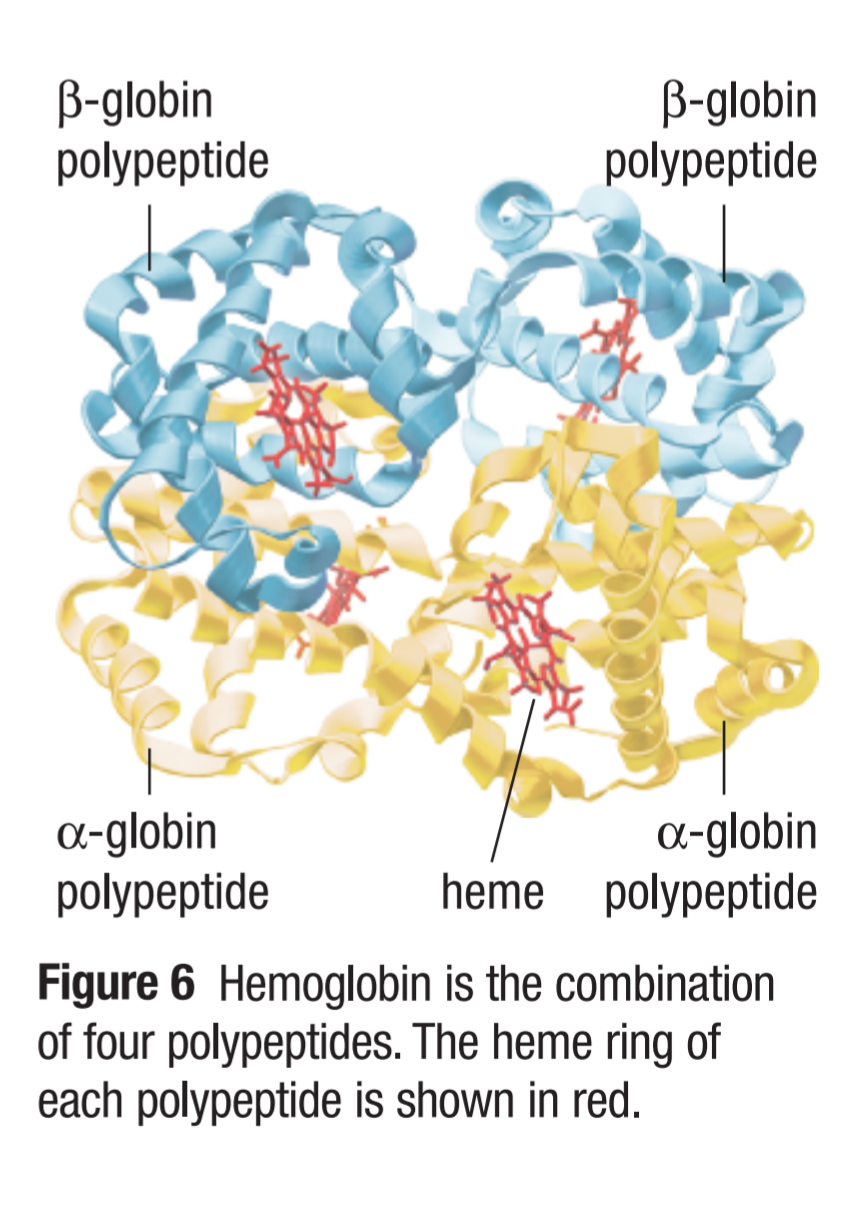 <p>4 polypeptides, quaternary</p>