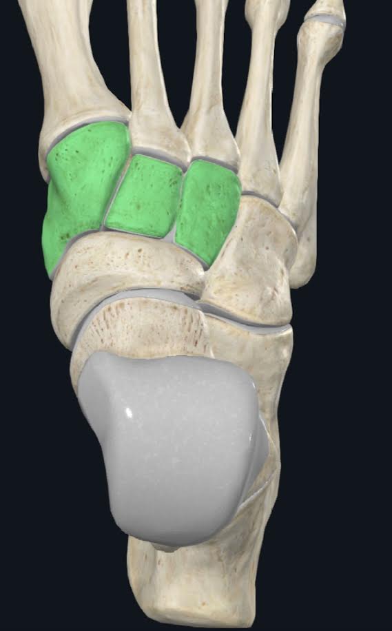 <ol><li><p>Son tres huesos del tarso que tienen forma de cuña, con una base posterior y un vértice plantar</p></li><li><p>Ubicados entre el navicular y el cuboides atrás y los cuatro metatarsianos adelante</p></li></ol>