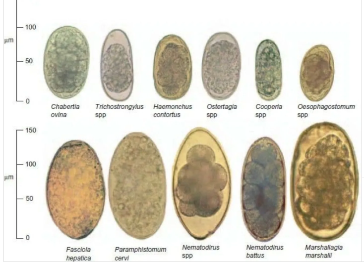<p><strong>Nematodirus spp</strong>. - nematodes</p><ul><li><p>XL, oval, symmetric, 2 thin shells, unembryonated (8 dark blastomeres), gray</p></li><li><p>Location: SI</p></li></ul><p>2nd one: <strong>Marshallagia Marshalli </strong>- nematodes</p><ul><li><p>XL, oval, symmetrical, 2 thin shells, unembryonated but with 8 dark blastomeres, gray (generally much larger than nematodirus)</p></li><li><p>location: Abomasum</p></li></ul><p>Both found in small ru, but cattle have some strains.</p><p><em>(found by both sedimentation and flotation method)</em></p>