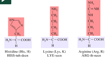 <p>Two amino groups </p>
