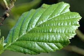 <p>Betulaceae</p>