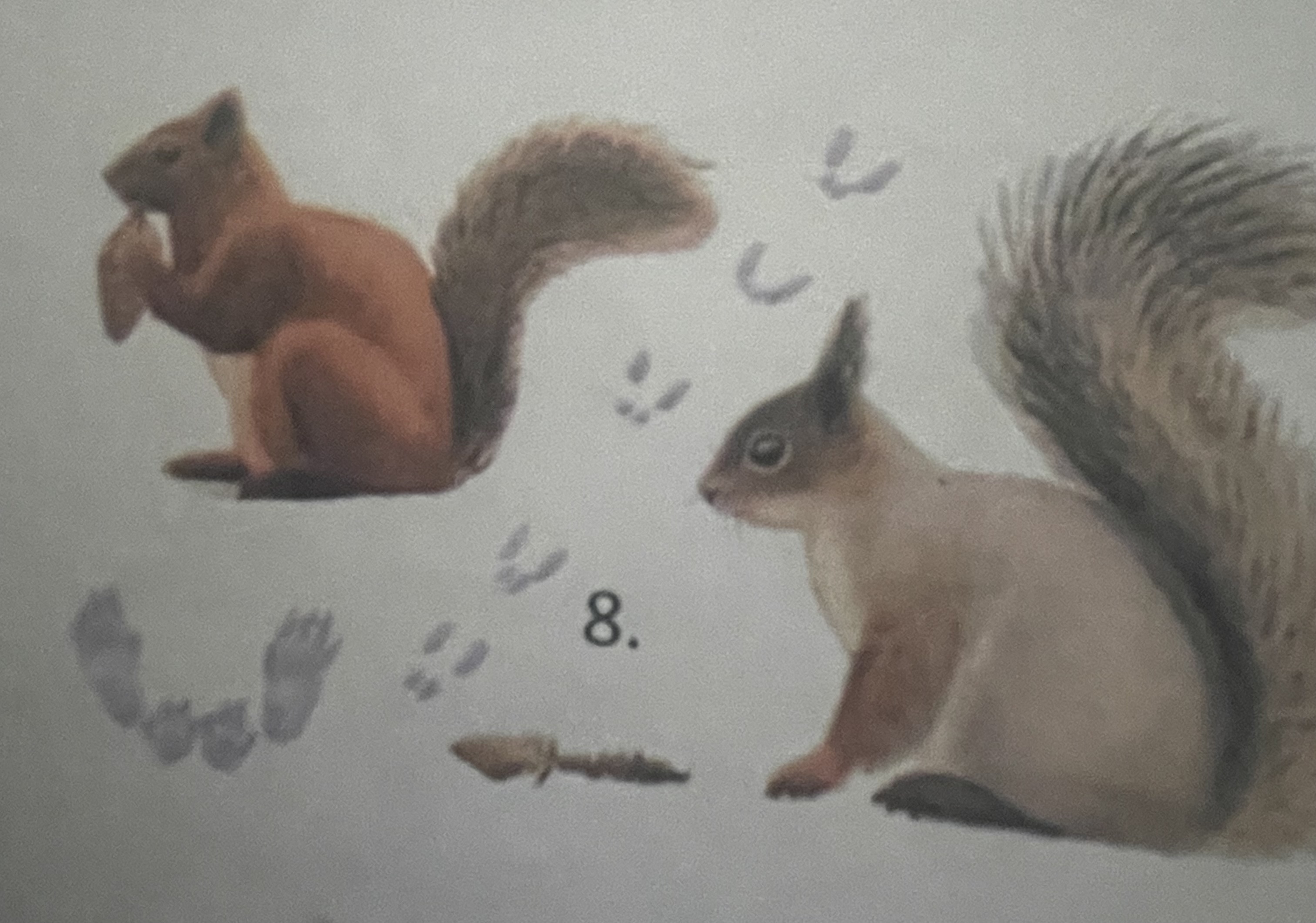 <p>mikä eläin</p>