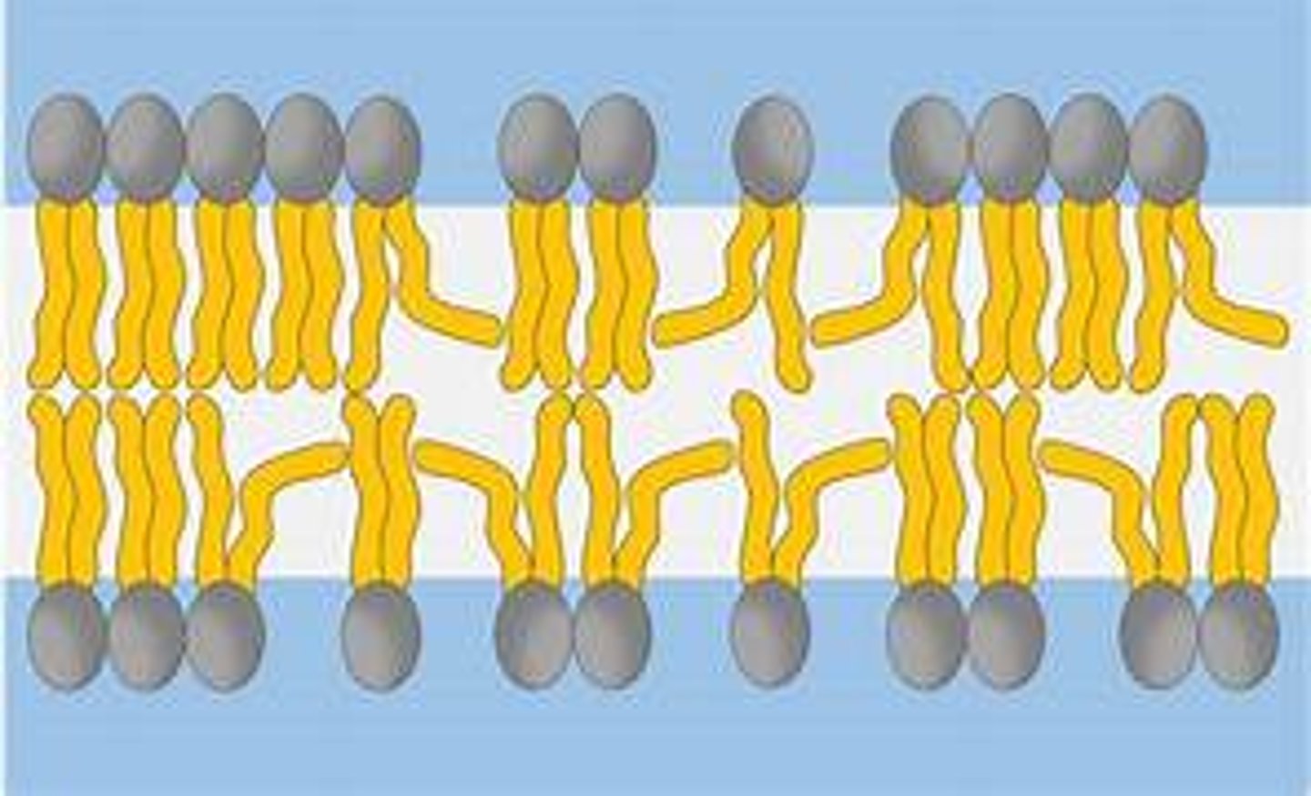 <p>Unsaturated fatty acids in the phospholipids create gaps which make the cell-surface membrane flexible and allow some small molecules like CO₂ and O₂​ to pass through.</p>