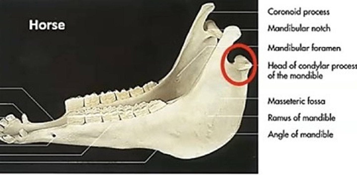 <p>the condyle of the ramus of the mandible that articulates with the skull</p>