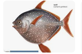 <p>fish</p>