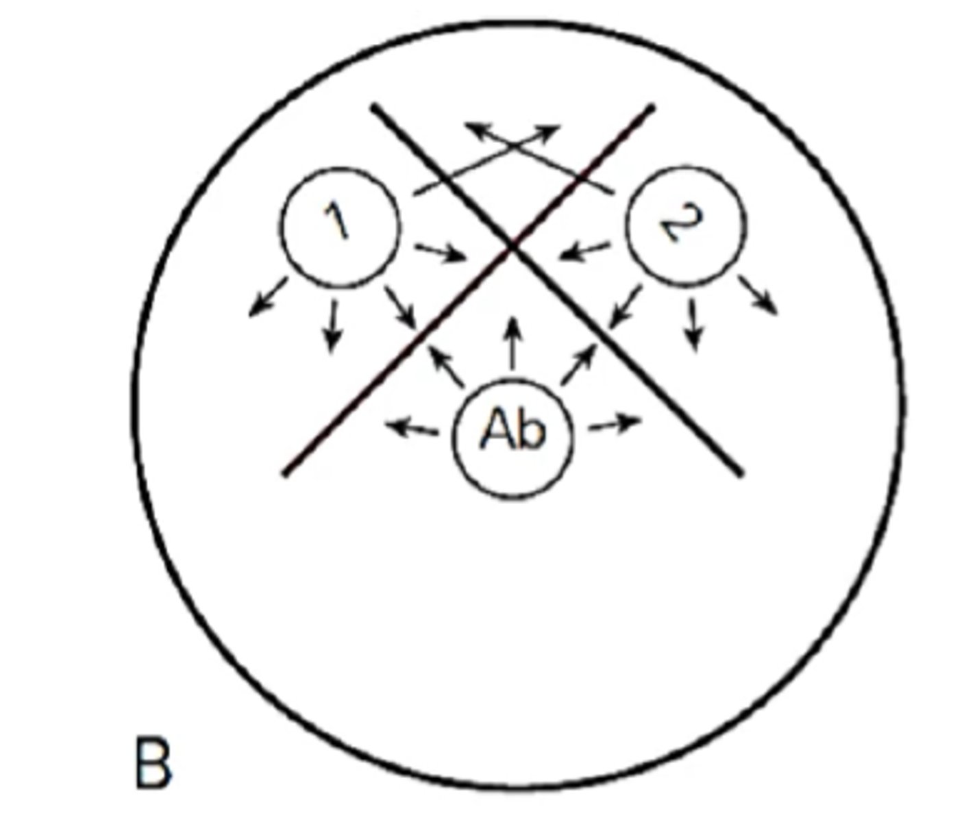 <p>Identify Ouchterlony diffusion pattern</p>