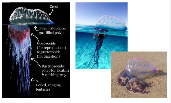 <p>What are these balloon like organisms? What class are they in?</p>