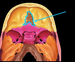 <p>The horizontal plate of the ethmoid bone separating the cranial cavity from the nasal cavity. </p>