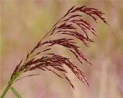 <p>Purple-top/Grease grass</p>