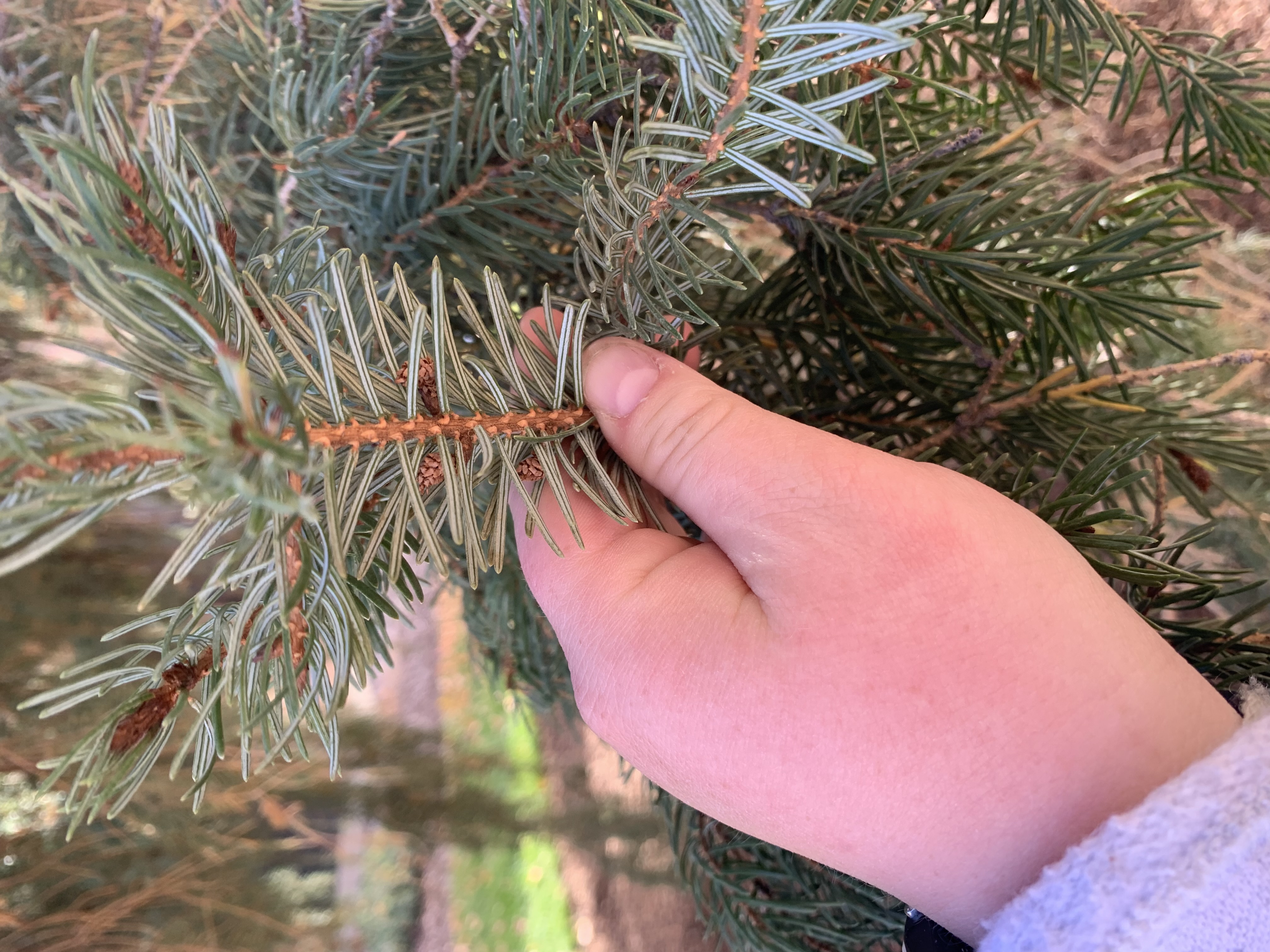 <p>zone 4</p><p>60’x25’</p><p>soft needles with striped colors, green on top, blue on bottom; Bruns Weeping</p><p>specimen for needles/habit</p>