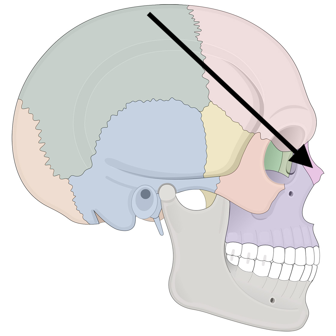 <p>Name the bone</p>