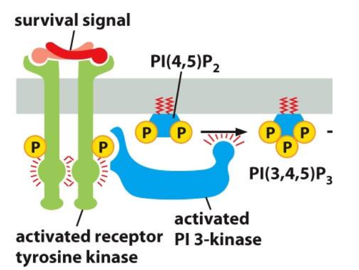 <ul><li><p>hétérodimères composé d’une sous-unités régulatrices contenant des domaines SH2 et d’une sous-unités catalytique.</p></li></ul><p></p>