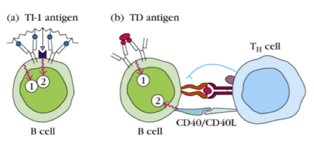 <ul><li><p>(basically bypasses the need for T cells by causing stronger or additional signalling)</p><ul><li><p>type1: induced by type 1 antigens, like LPS (which is a PAMP and can be rcognized by a Bcell with TLR4 and a specific immunoglobulin for LPS)— by receiving these tow signals, the B cells can be independent from T cell elp.&nbsp;</p></li><li><p>Type 2: type 2 antigens which are polymeric (repetition of some structure) (like polysaccharides or flagellin), so instead of single differnet epitopes, we ave many repititions of the same epitpe, hihc cause sthe signalsent in to be much stronger han when ecognizing a classical protein.. this alows teh B cell to be activated withou T cell help.&nbsp;</p></li></ul></li></ul><p></p>
