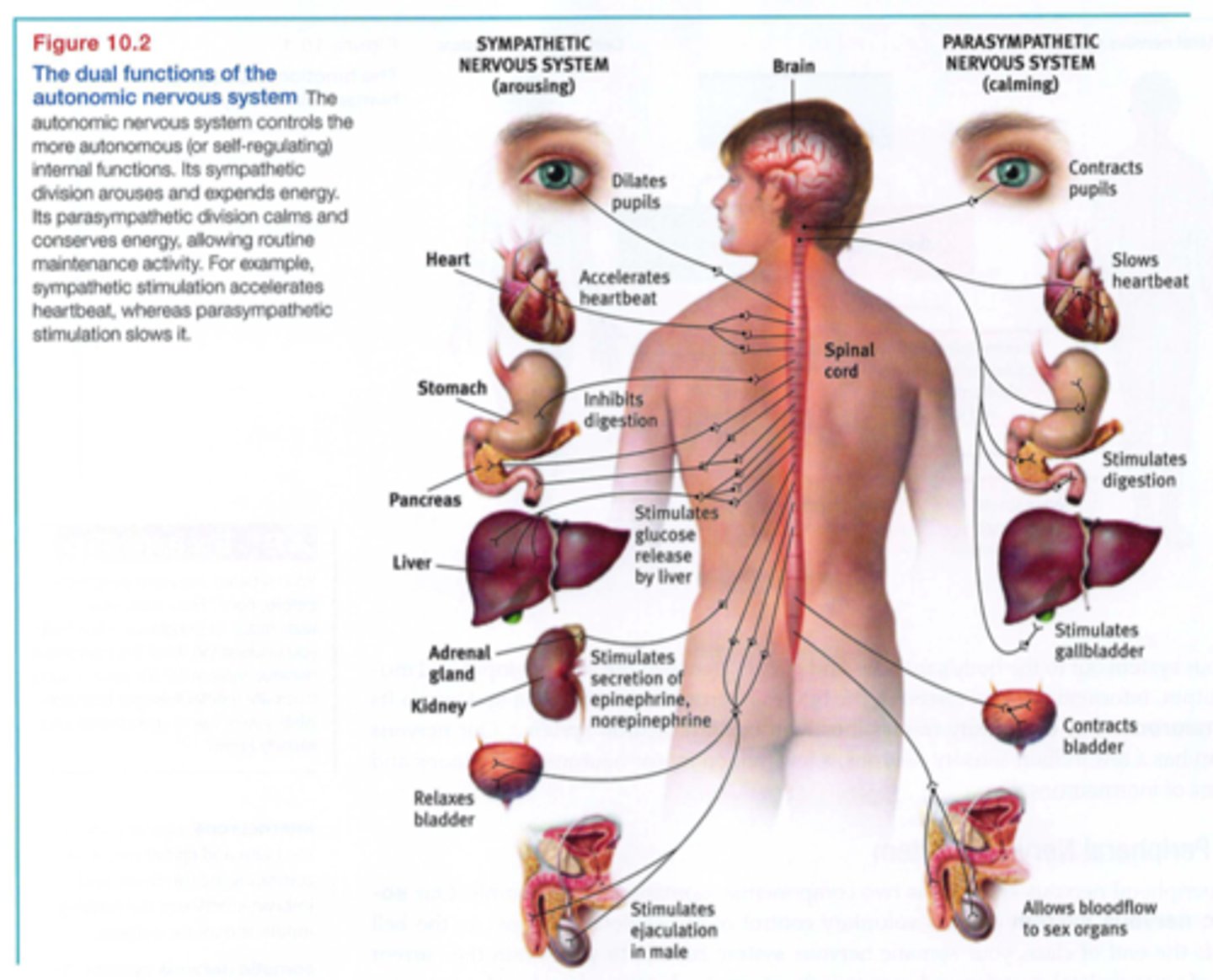 <p>All the "automatic" stuff that happens without you having to think about it - the part of the peripheral nervous system that controls glands and the muscles of the internal organs. Like your heart is beating automatically - you don't even think about it</p><p>Divided into sympathetic and parasympathetic</p><p>Know this Figure 10.2</p>