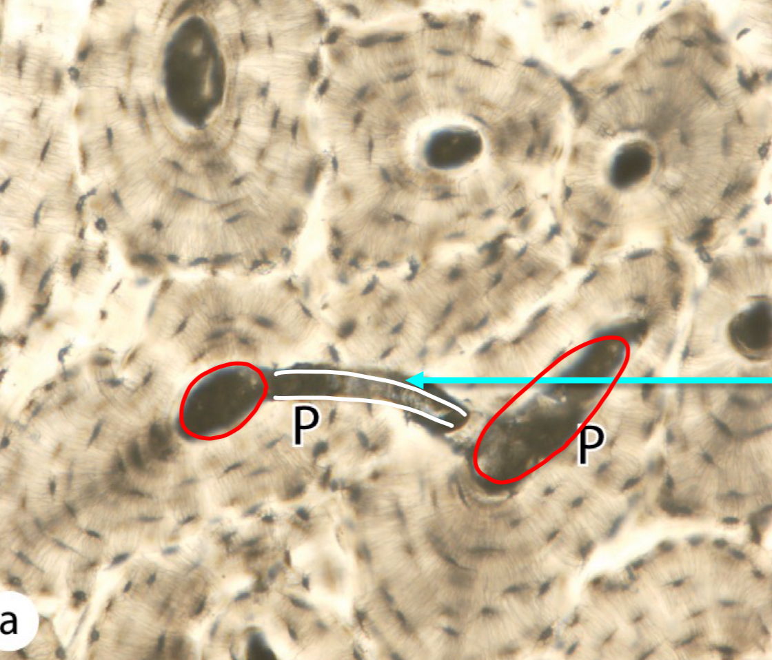 <p>what is circled in red</p>