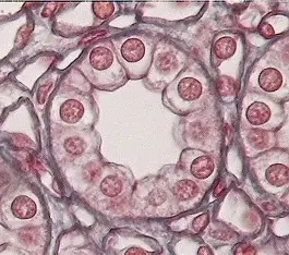 <p>Subcategories of Epithelium: Shape - Cuboidal</p>