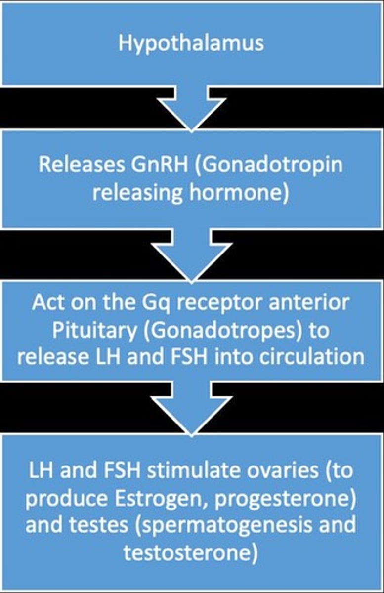 <p>Drugs that stimulate the release of gonadotropins (LH and FSH) from the pituitary gland.</p>