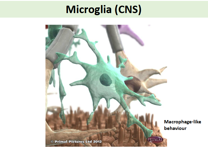 <p>astrocytes (CNS), oligodendrocytes (CNS), ependymal cells (CNS) and microglia cells  </p>