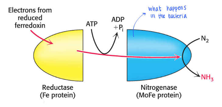 <p>Bacterias living in synbios with plants fixates the nitrogen gas using 16ATP, 8H+ and 8e-. </p><p>The process is catalyzed by (Fe-S protein) and the e- comes from reduced ferrodoxin, 2e- used in each step ofthe process. </p><p><strong>N<sub>2 </sub>—&gt; 2NH<sub>3</sub></strong></p><p></p><p>Nitrogen can also be fixated in other ways, t.ex <strong>Abiotic</strong> </p><ul><li><p>Through lighting and UV produces NO<sub>x </sub></p></li><li><p>Industrial processes e.g Habor Bosch process. However, these processes requires a lot of energy. </p></li></ul><p></p>