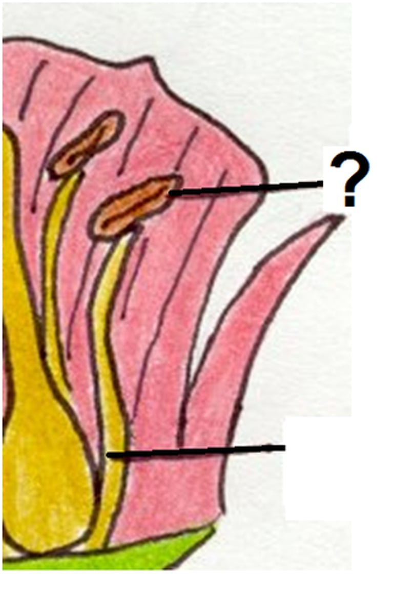 <p>The part of a stamen that contains the pollen.</p>