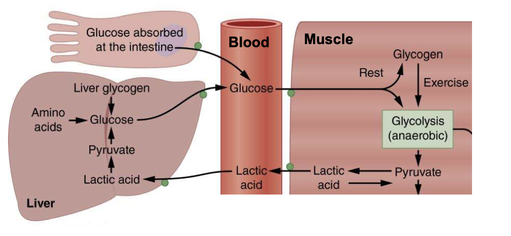 <p>Cori cycle shows the lactate is not a waste product. The process is gluconeogenesis</p>