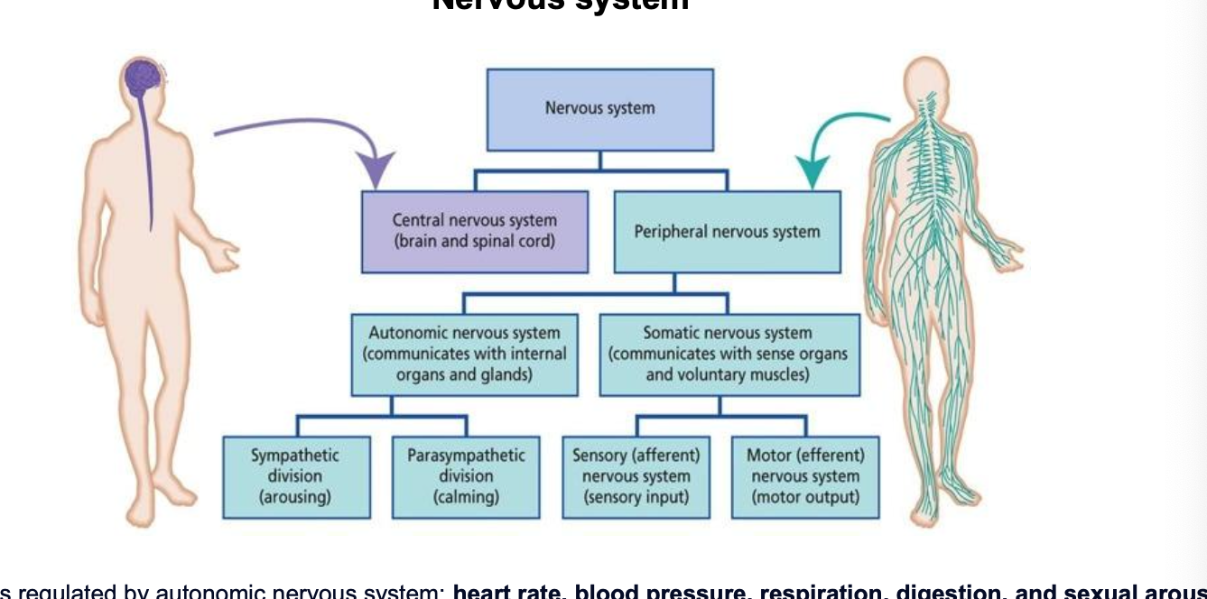 <ul><li><p>processes regulated by autonomic nervous system (involuntary physiological processes)</p><ul><li><p>heart rate</p></li><li><p>blood psi</p></li><li><p>respiration</p></li><li><p>digestion</p></li><li><p>sexual arousal</p></li></ul></li></ul><p></p>