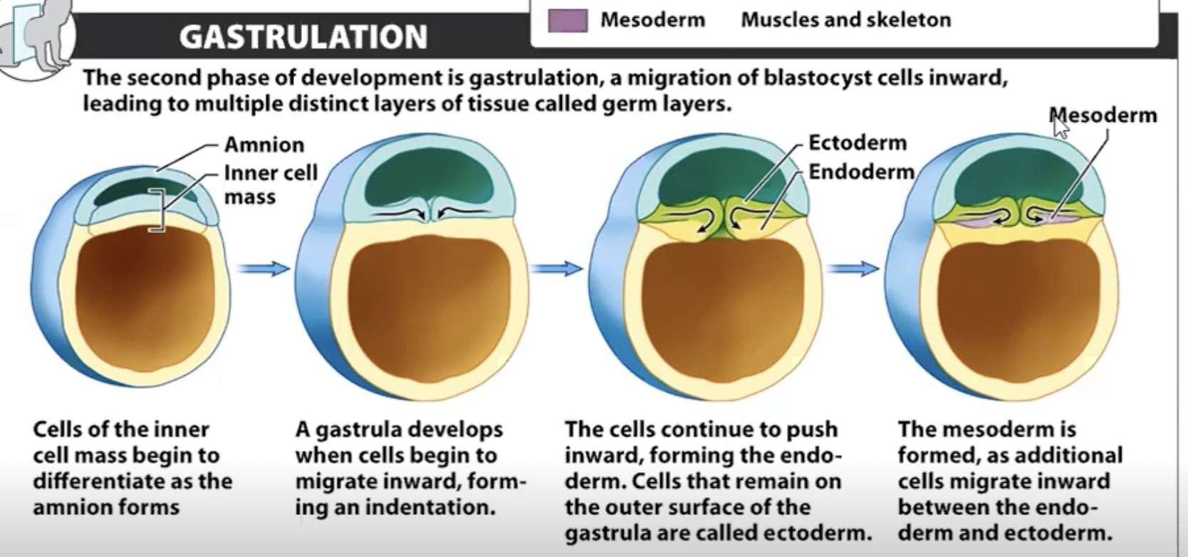 <p>-2 to 3 weeks into pregnancy. Cells push against each other and submerge creating 3 layers. Cells are said to be MULTIPONENT </p>