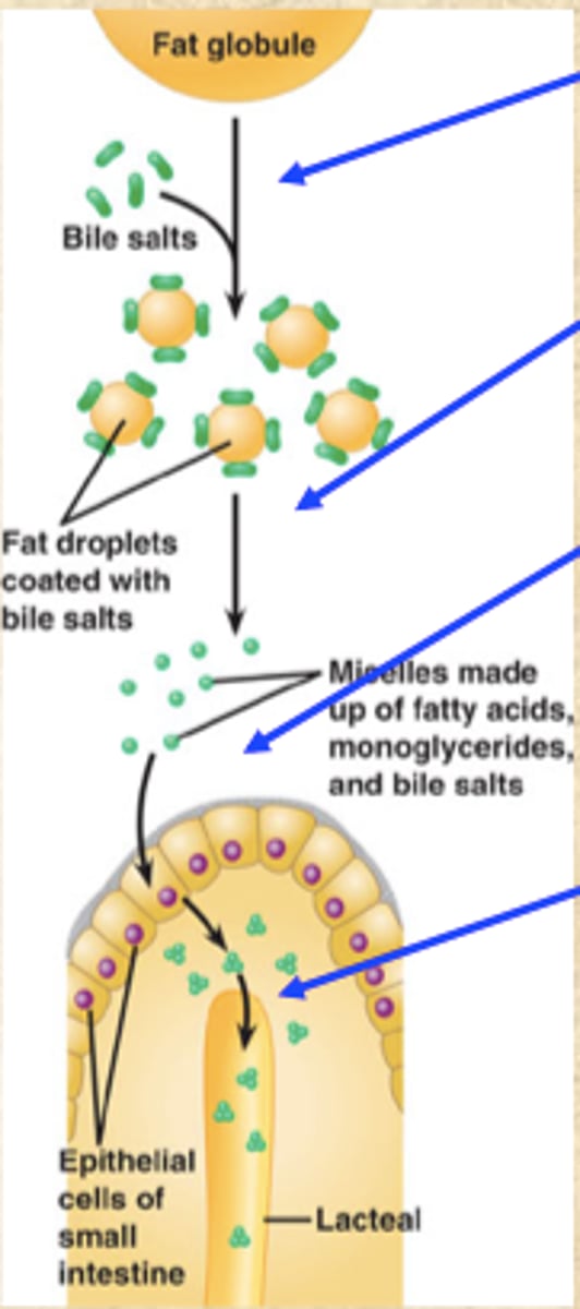 <p>Long-chain fatty acids, monoglycerides, cholesterol, phospholipid fragments, fat-soluble vitamins, and bile salts</p>