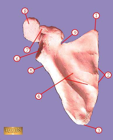 <p><span>Identify bone marking number 9.</span></p>