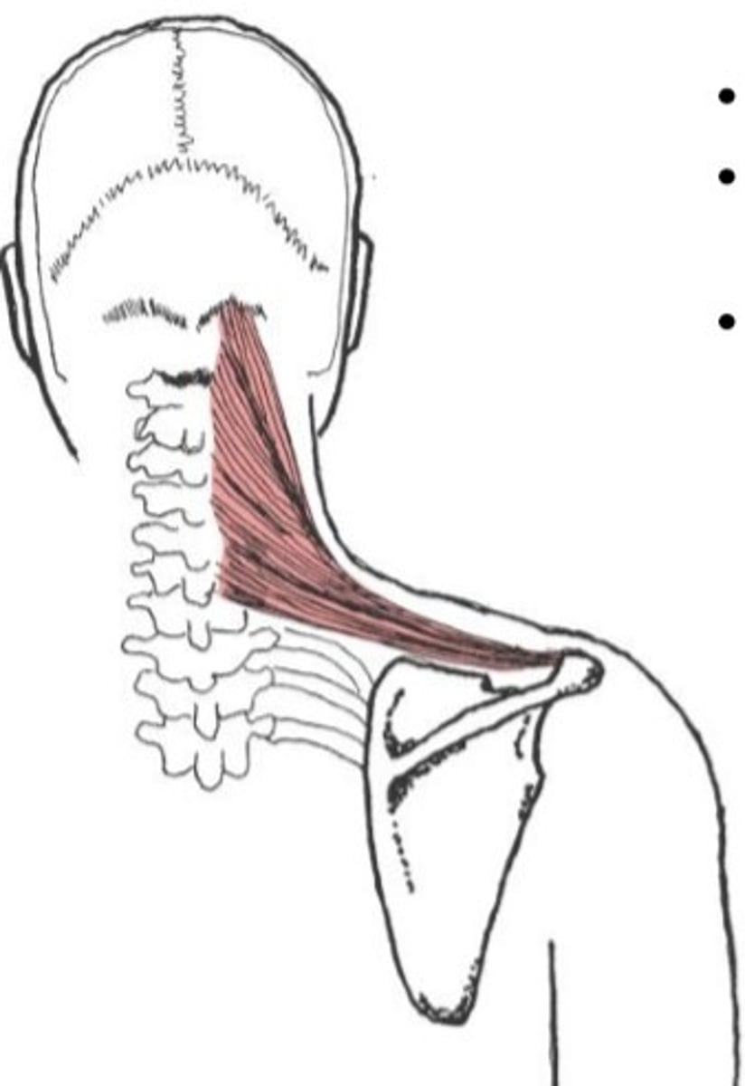 <p>lateral 1/3 of clavicle, acromion, spine of scapula</p>