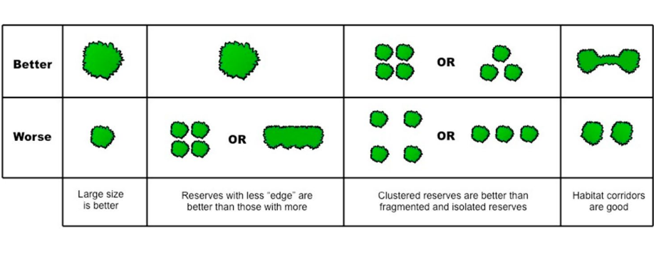 <p>Large habitats are better  More resources, niches, nesting sites etc  Some migration can occur  Greater biodiversity</p><p>Corridor effect  Joining regions allows for more migration, foraging, dispersal etc</p><p>Edge effect  Boundaries are not “walls” and there is habitat disturbance that extends into the area, particularly in forests.  If the forest is more fragmented and has more edges, more of the area will be disturbed.</p>