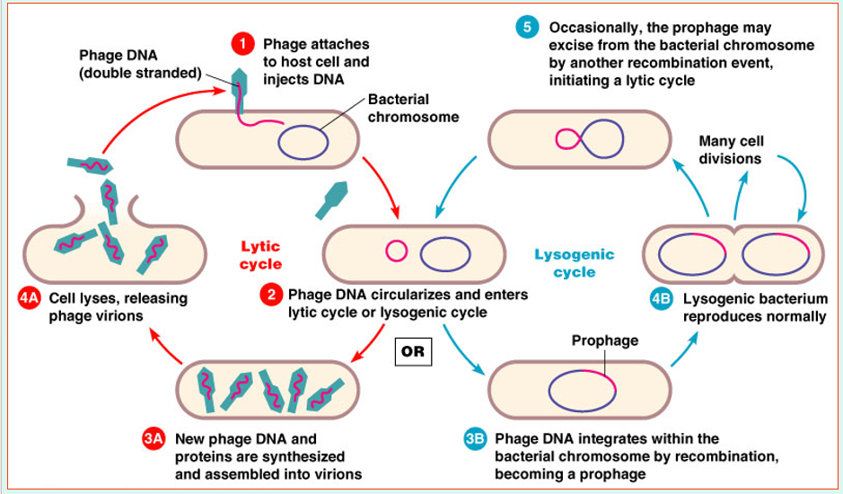 <p><span><mark data-color="yellow" style="background-color: yellow; color: inherit">Prophage DNA incorporated in host DNA</mark></span></p>