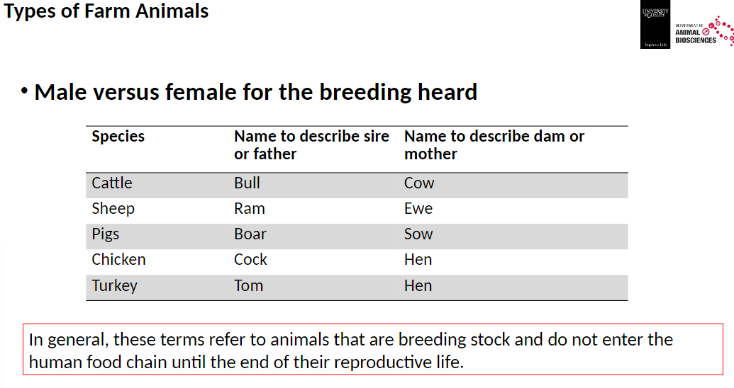 <p><strong>Cattle</strong><br>āMale (sire) ā Bull<br>āFemale (dam) ā Cow</p><p><strong>Sheep</strong><br>āMale ā Ram<br>āFemale ā Ewe</p><p><strong>Pigs</strong><br>āMale ā Boar<br>āFemale ā Sow</p><p><strong>Chicken</strong><br>āMale ā Cock<br>āFemale ā Hen</p><p><strong>Turkey</strong><br>āMale ā Tom<br>āFemale ā Hen</p><p><strong>Note</strong><br>āMale versus female refers to the breeding herd<br>āThese terms generally describe animals used for breeding<br>āThey usually do not enter the human food chain until the end of their reproductive life<br>āWhen they do enter the human food chain, they are often used in processed products (there are exceptions) as they may be less tender or have an unusual flavor ā applies to Bull, Ram, Boar, Tom, Hen</p>