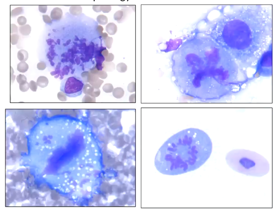 <p>unusual morphology of chromosomes</p>
