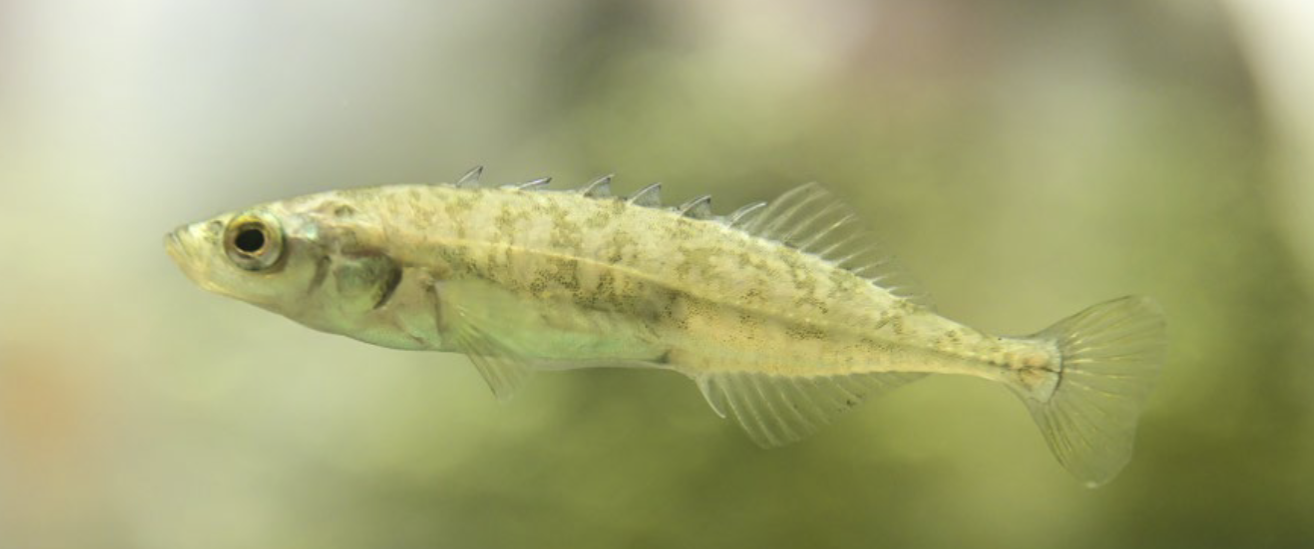 <p>Family Gasterosteidae</p>