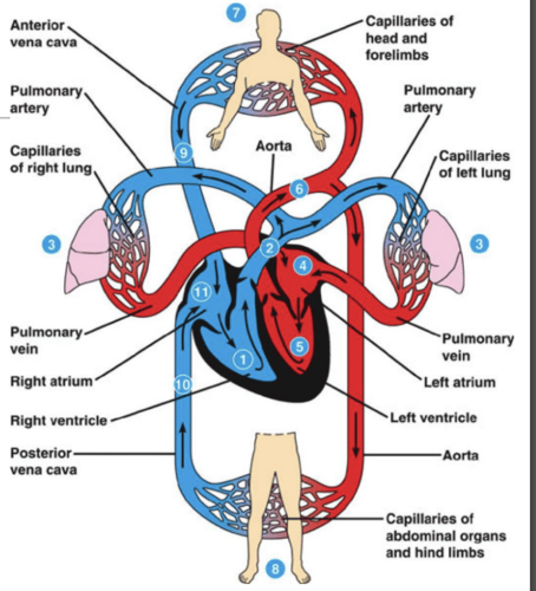 <p>• CNS sympathetic overactivity</p><p>• Increased myocardial contractility</p><p>• Increased peripheral vascular resistance</p><p>• A combination</p>