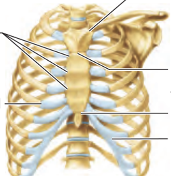 <p>label the 6 joints</p>