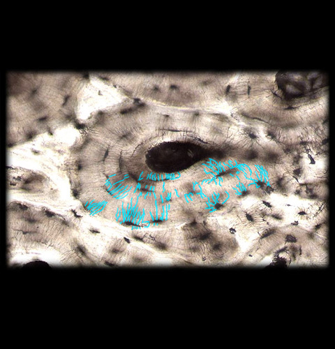 <ul><li><p>tunnels between the processes of neighboring osteoblasts</p></li><li><p>gap junctions</p></li></ul><p></p>