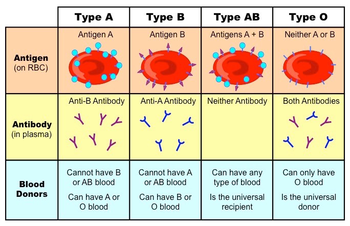 <p>Can be passed between individuals without causing immune rejection, but they do posses basic antigen markers. (ABO system).</p>