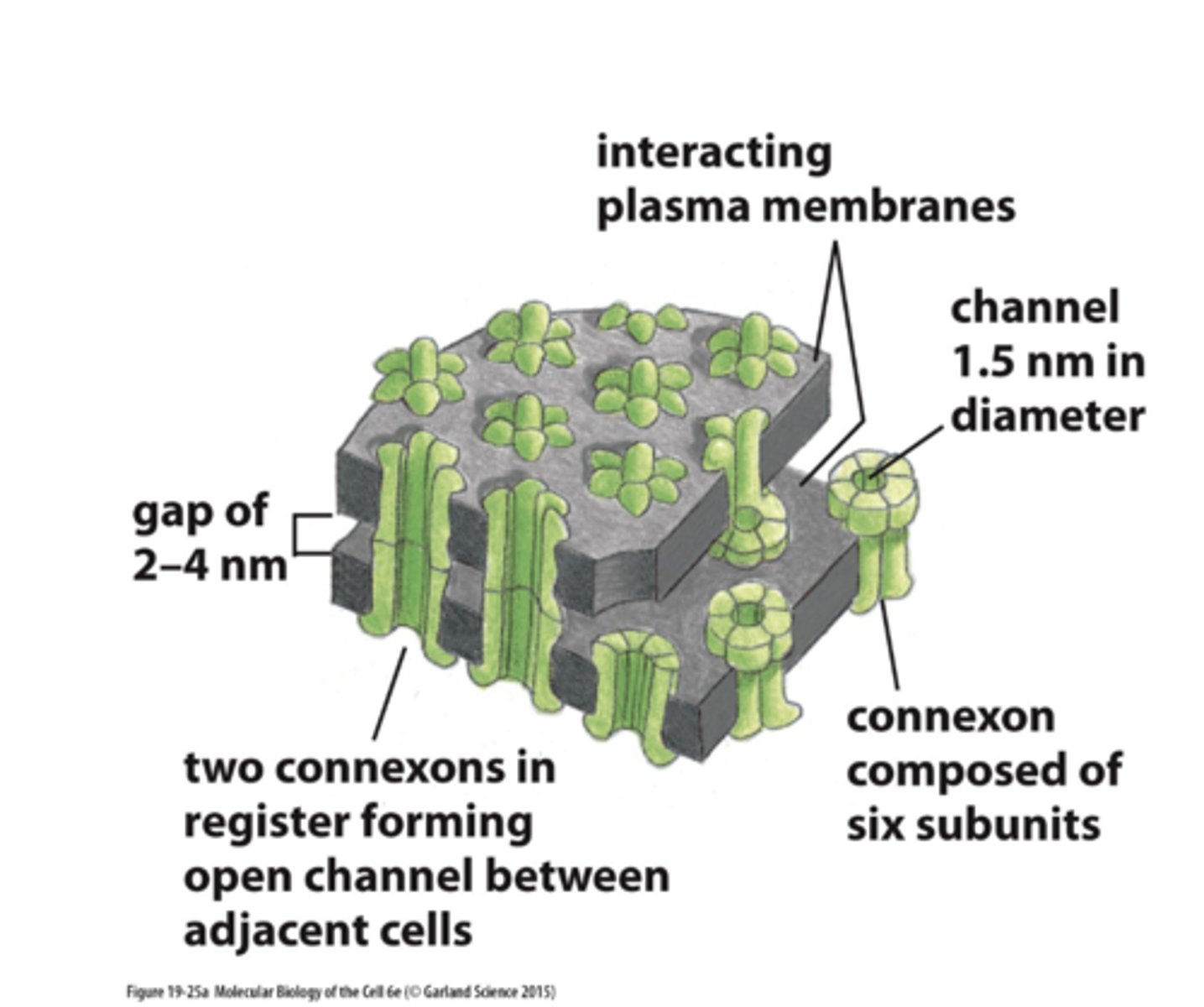 <p>connexons in PM are in contact + aligned</p>