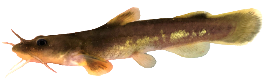 <p>Genus: Noturus</p>